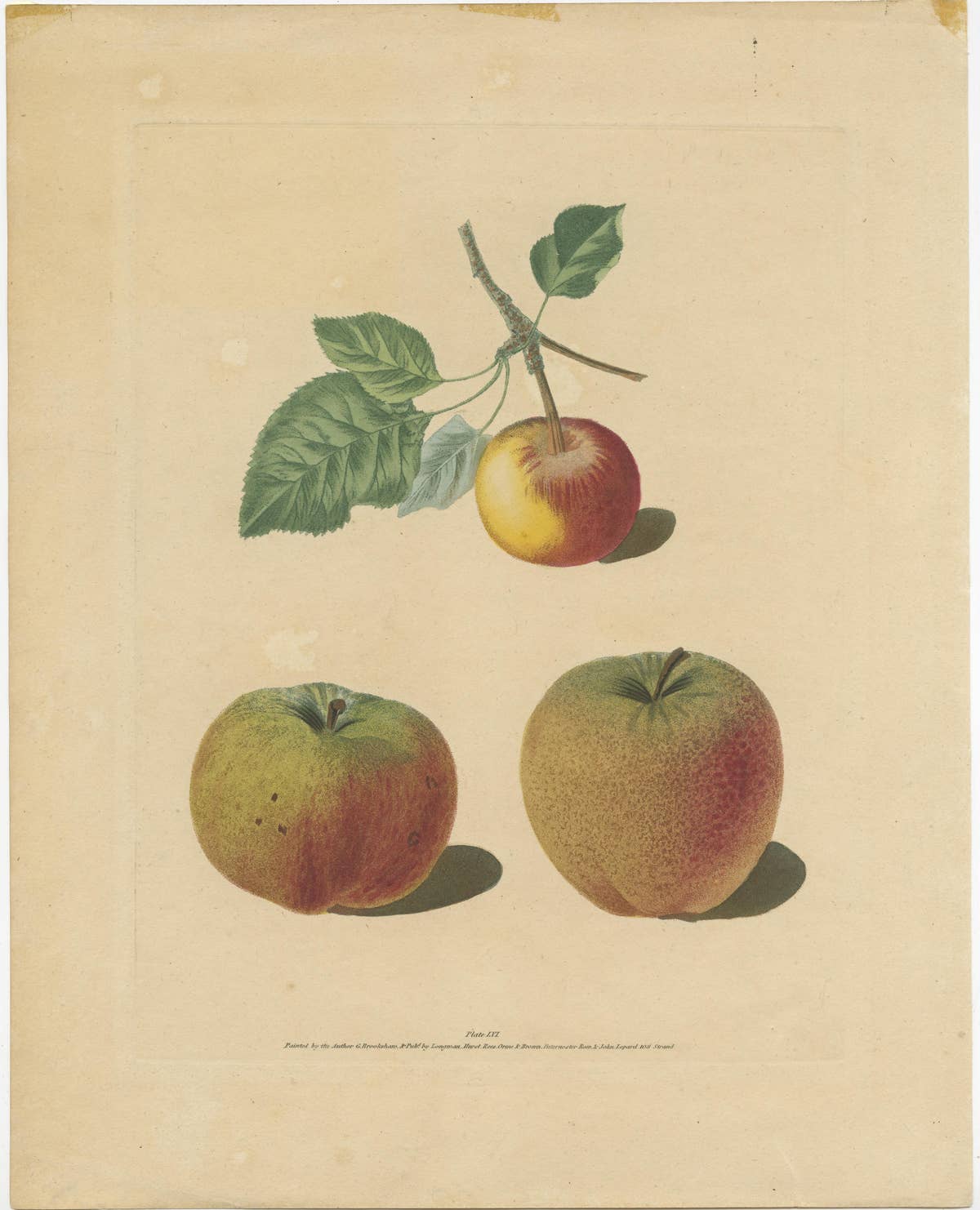 Antique Print of Pomme d'Api, Padly's Pippin and Bigg's Nonsuch Apples