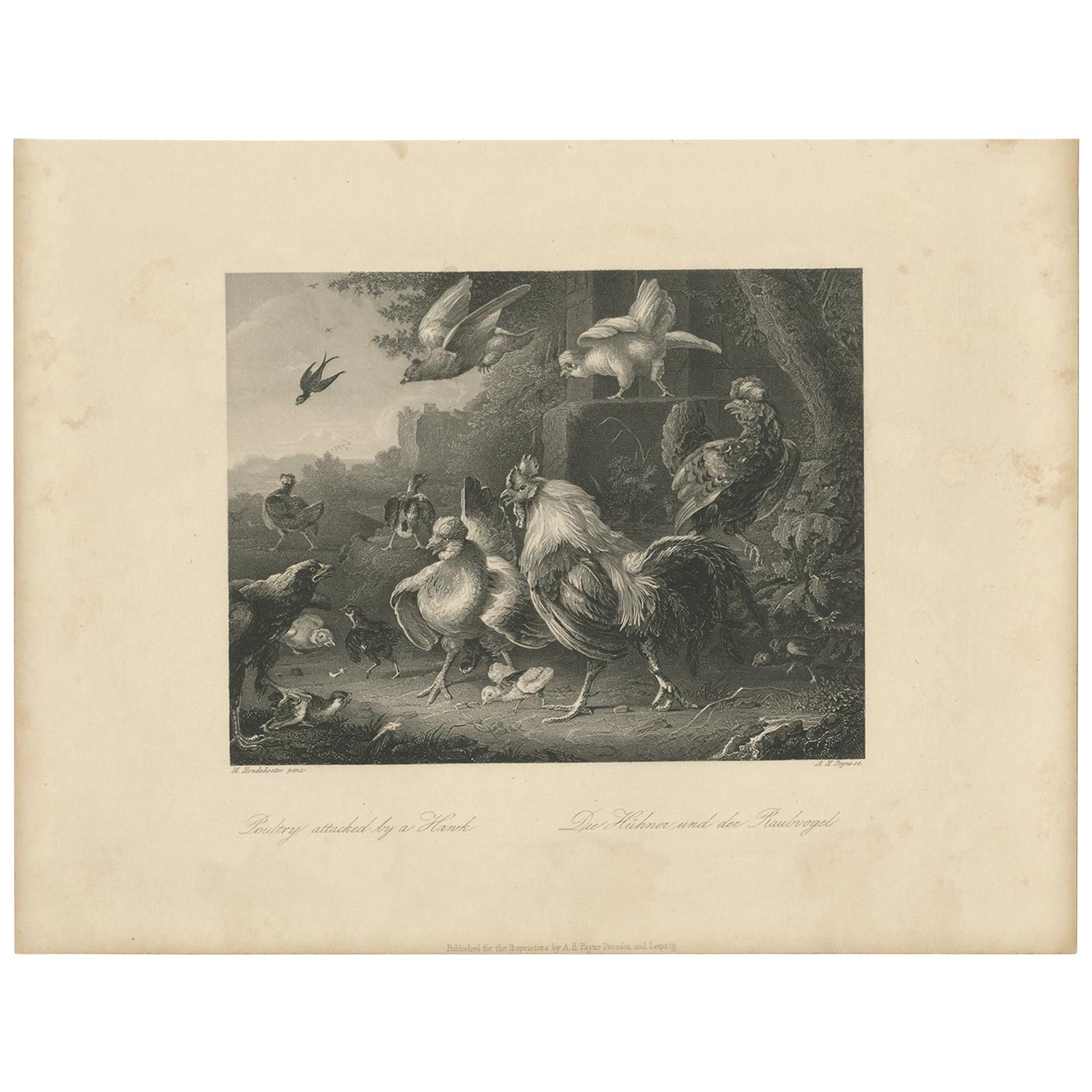 Antique Print of Poultry Attacked by a Hawk by Payne 'c.1860'