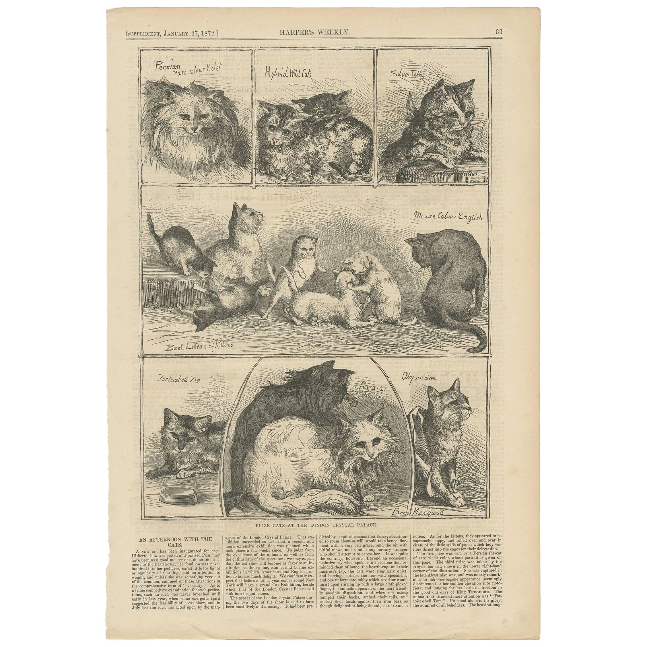 Antique Print of Prize Cats at the London Crystal Palace by Harper
s Weekly