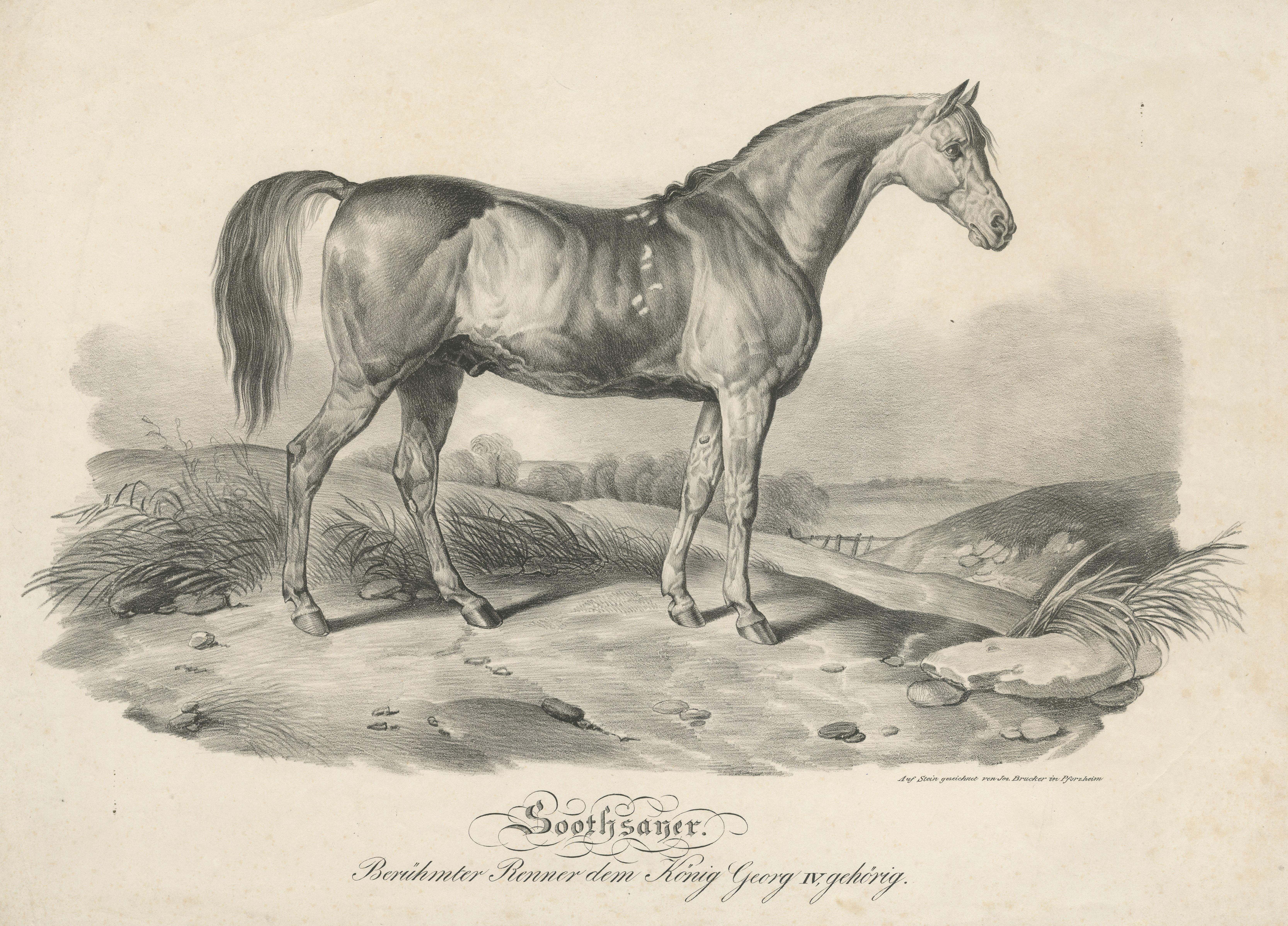 Antique Print of Race Horse 'Soothsayer', Belonging to King George IV In Fair Condition For Sale In Langweer, NL