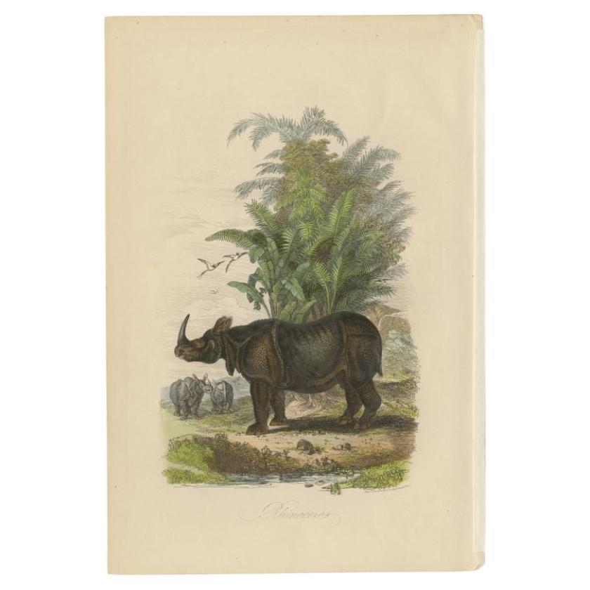 Antique print titled 'Rhinoceros'. Print of rhinoceros. This print originates from 'Musée d'Histoire Naturelle' by M. Achille Comte.

Artists and Engravers: Published by Gustave Havard. 

Condition: Good, general age-related toning and some