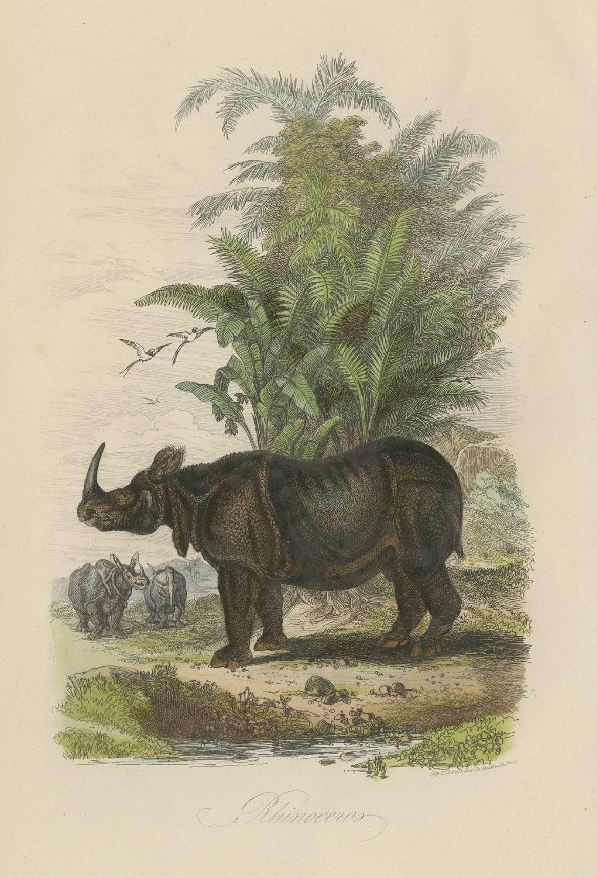 Paper Antique Print of Rhinoceros, 1854