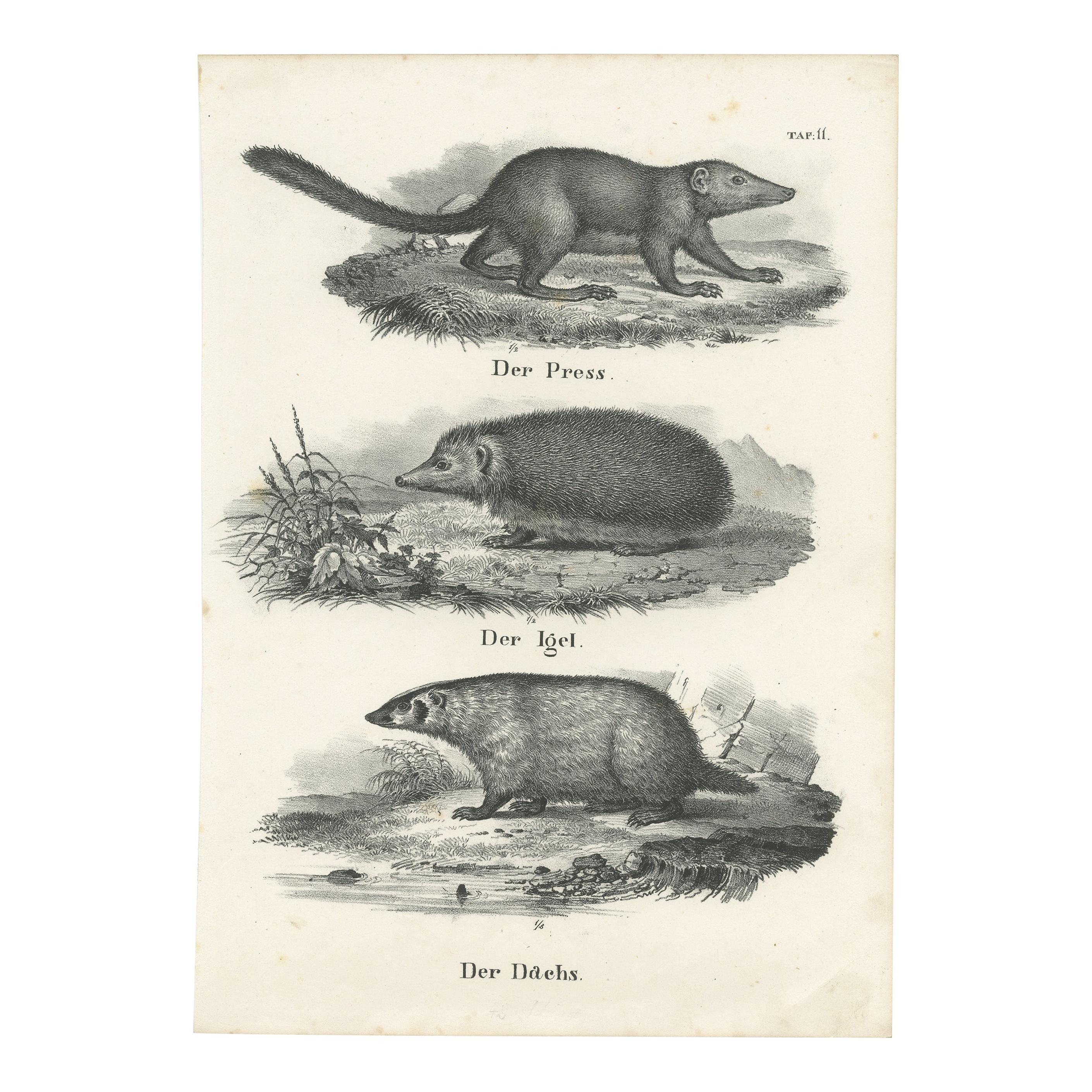 Antique Print of Rodents Including a Hedgehog and Badger by Schinz, '1845' For Sale