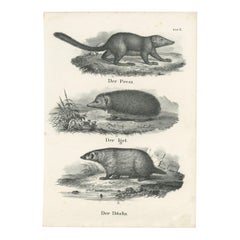 Antique Print of Rodents Including a Hedgehog and Badger by Schinz, '1845'