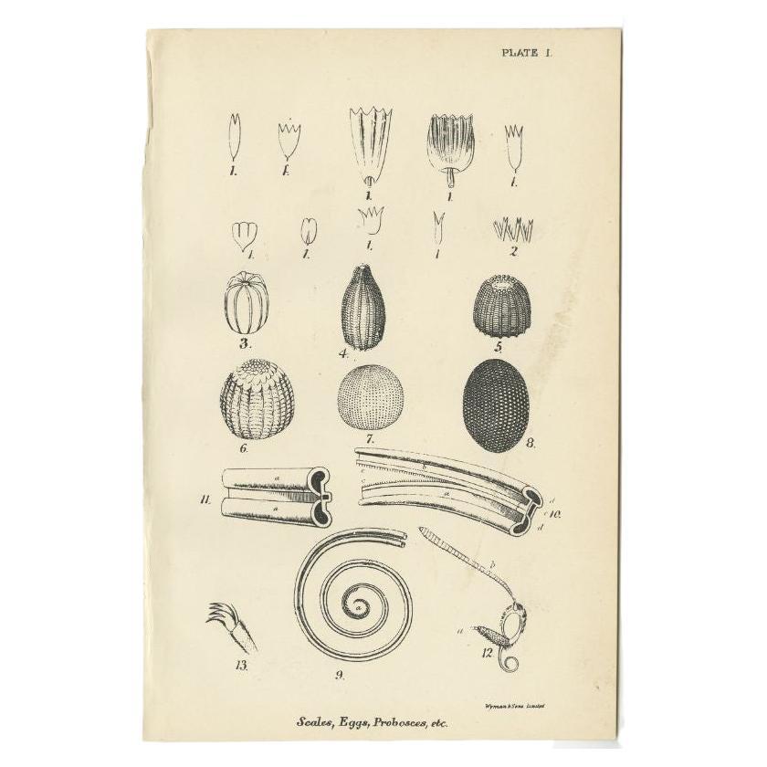 Antique Print of Scales, Eggs and Proboscis, 1896 For Sale