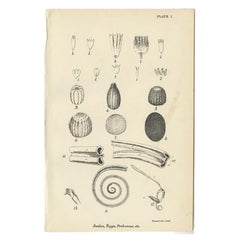 Antique Print of Scales, Eggs and Proboscis, 1896