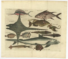 Antique Print of Sea Snipe and Other Fish Species in Old Hand-Coloring, '1744'