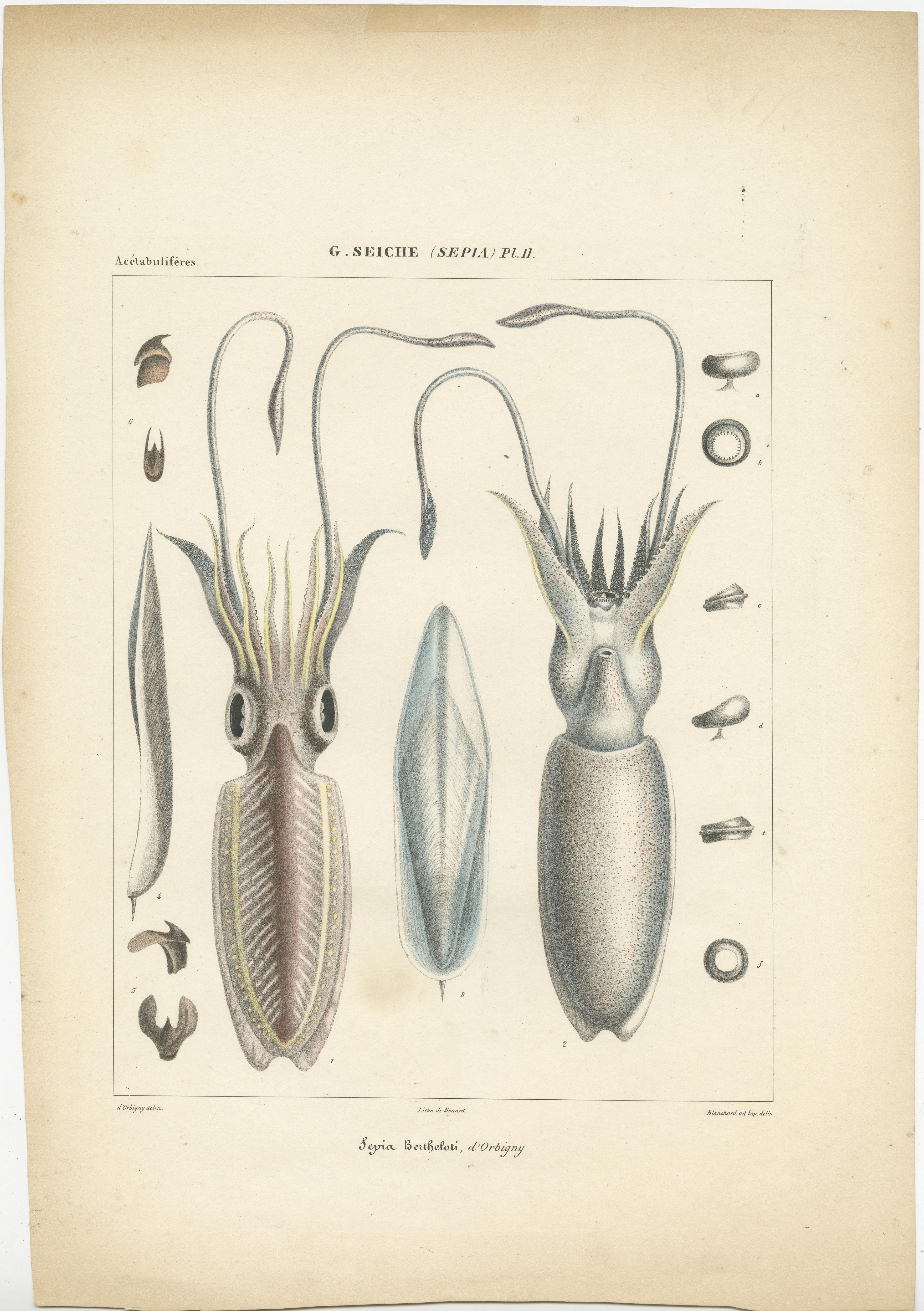 Antique print titled 'G. Seiche (Sepia) - Sepia Bertheloti d'Orbigny'. Sepia bertheloti, the African cuttlefish, is a species of cuttlefish from the family Sepiidae which is found in the warmer waters of the eastern Atlantic Ocean off