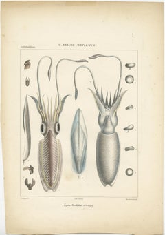 Antique Print of Sepia Bertheloti or the African Cuttlefish, 1845