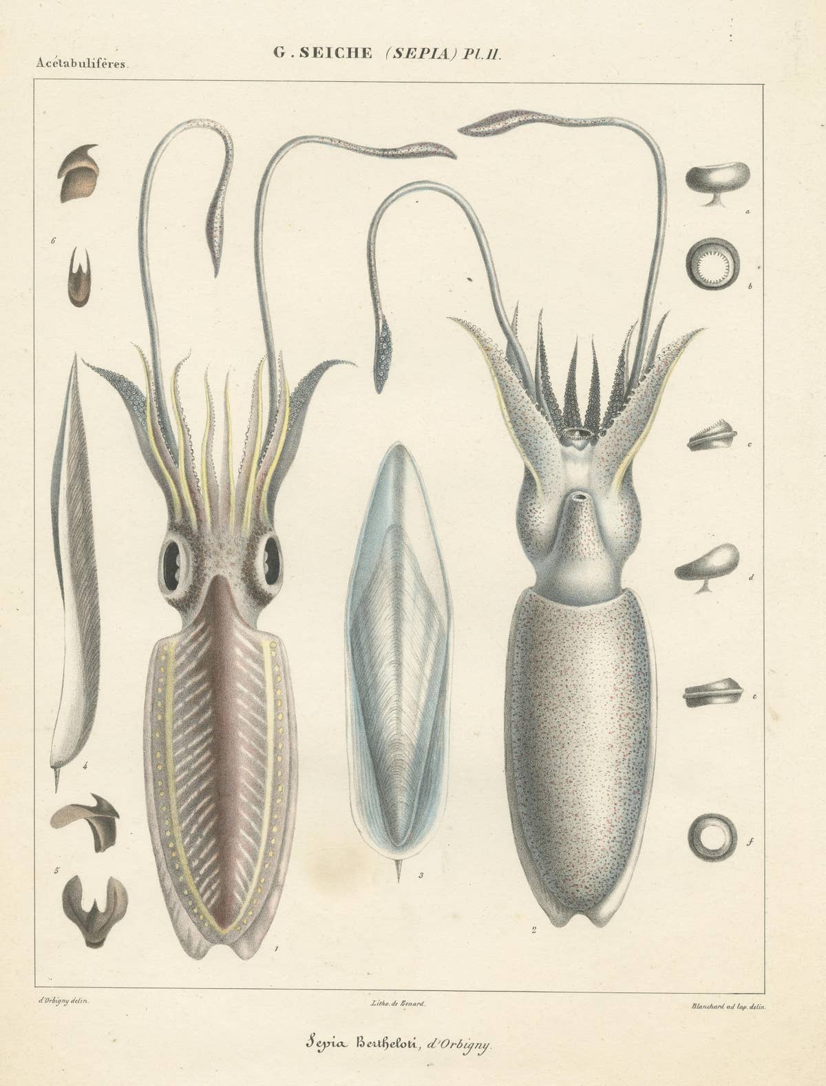 Antique Print of Sepia Bertheloti or the African Cuttlefish, 1845