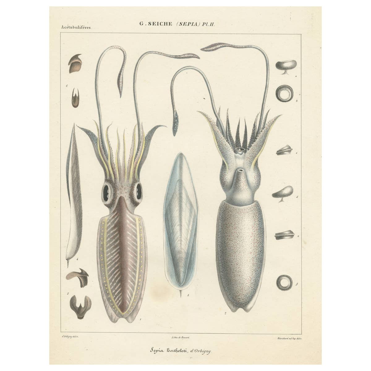 Antique Print of Sepia Bertheloti or the African Cuttlefish, 1845