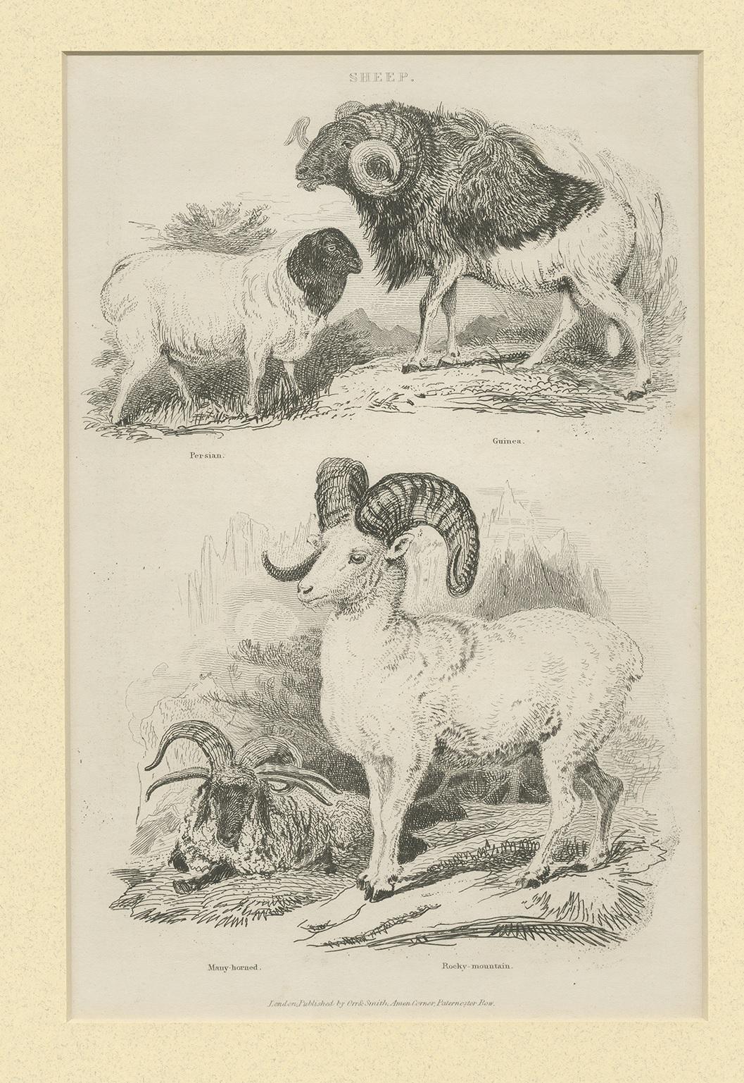 Antique print titled 'Sheep'. Print of sheep including the Persian sheep, Guinea sheep, many-horned sheep and rocky-mountain sheep. This print originates from 'British Cyclopaedia of Natural History' by Charles Partington.

Passepartout included.