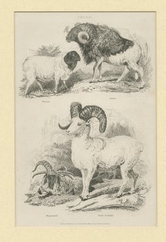 Antique Print of Sheep by Partington 'circa 1840'