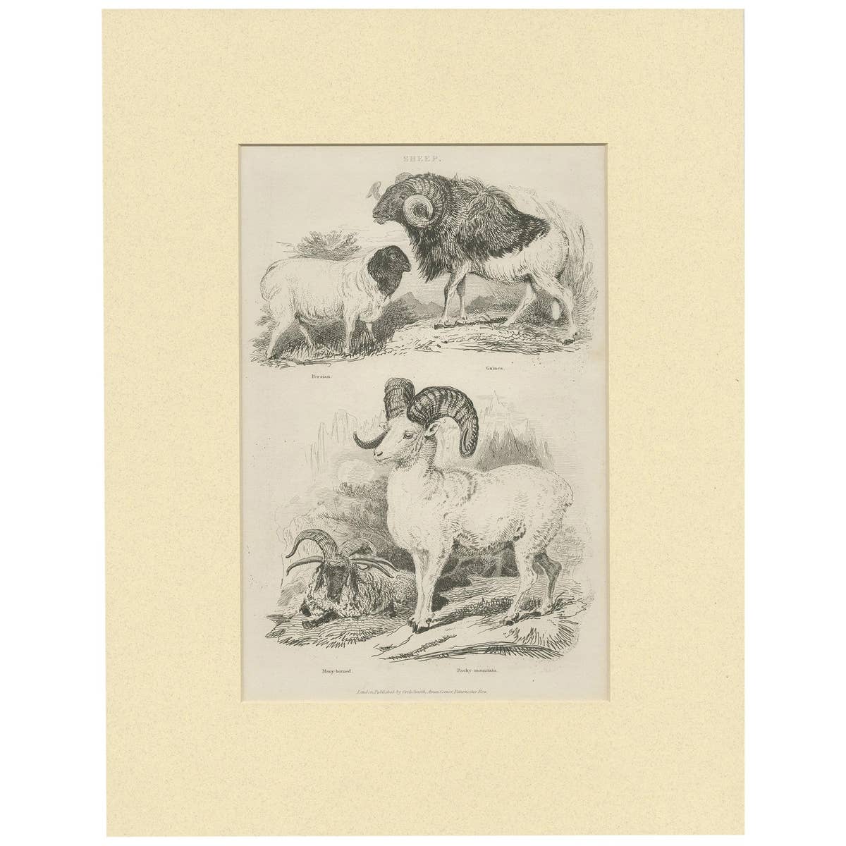Antique Print of Sheep by Partington 'circa 1840'