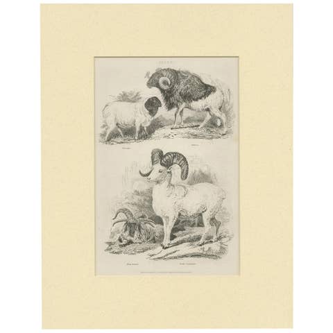 Antique Print of Sheep by Partington 'circa 1840'