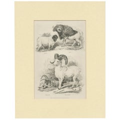 Antique Print of Sheep by Partington 'circa 1840'