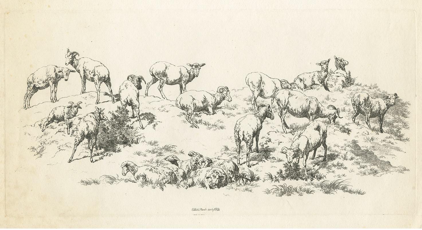 Antique print of various sheep. Published by Robert Hills, 1802. This print originates from 'Etchings of Sheep from nature by Robert Hills'.