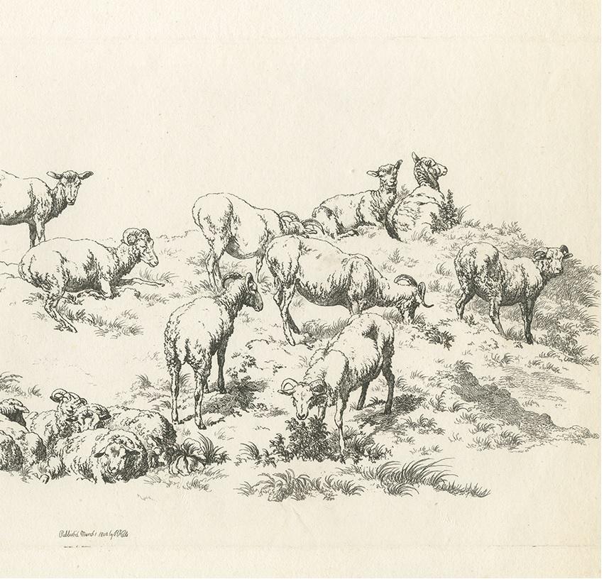 19th Century Antique Print of Sheep by Robert Hills, 1802 For Sale