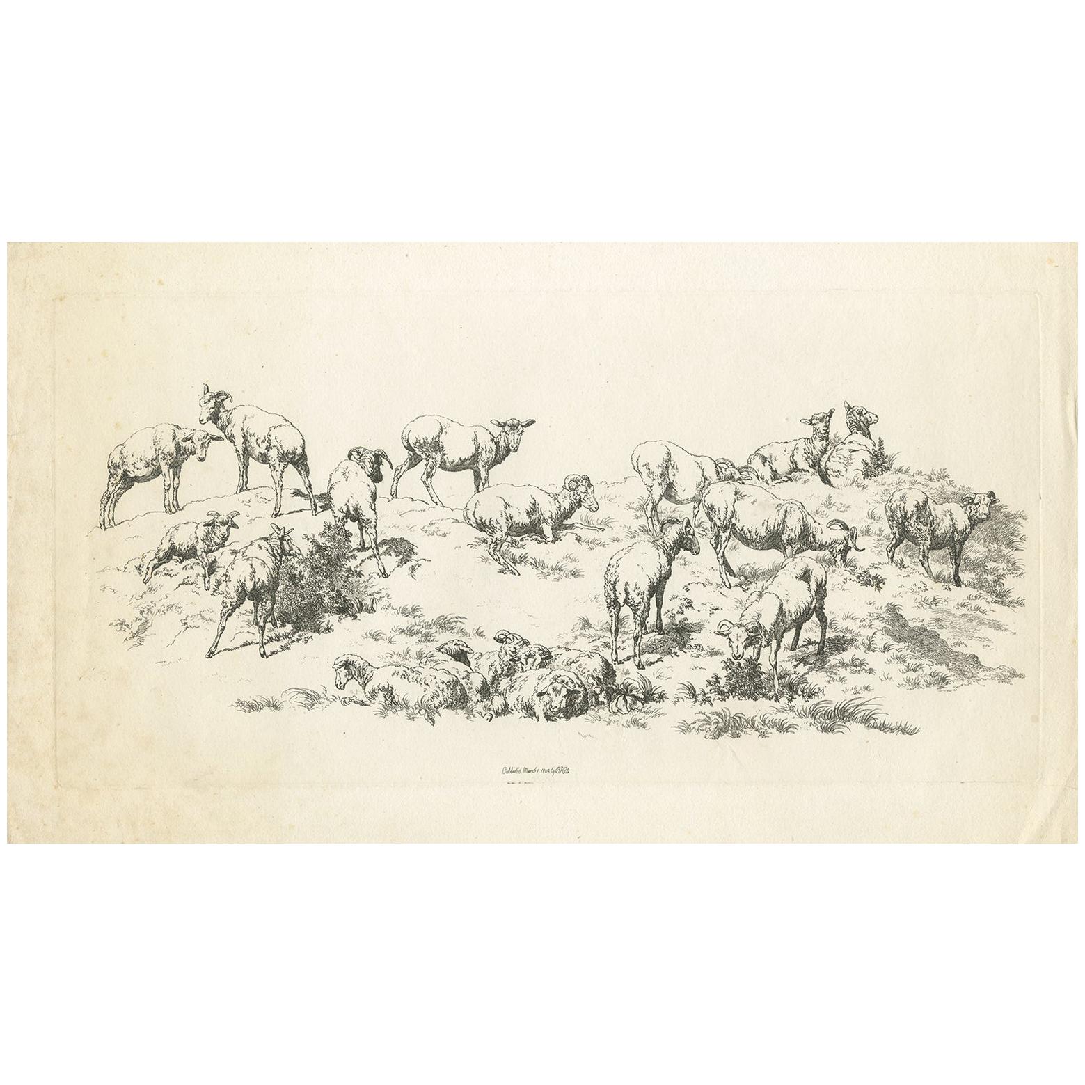 Antique Print of Sheep by Robert Hills, 1802 For Sale