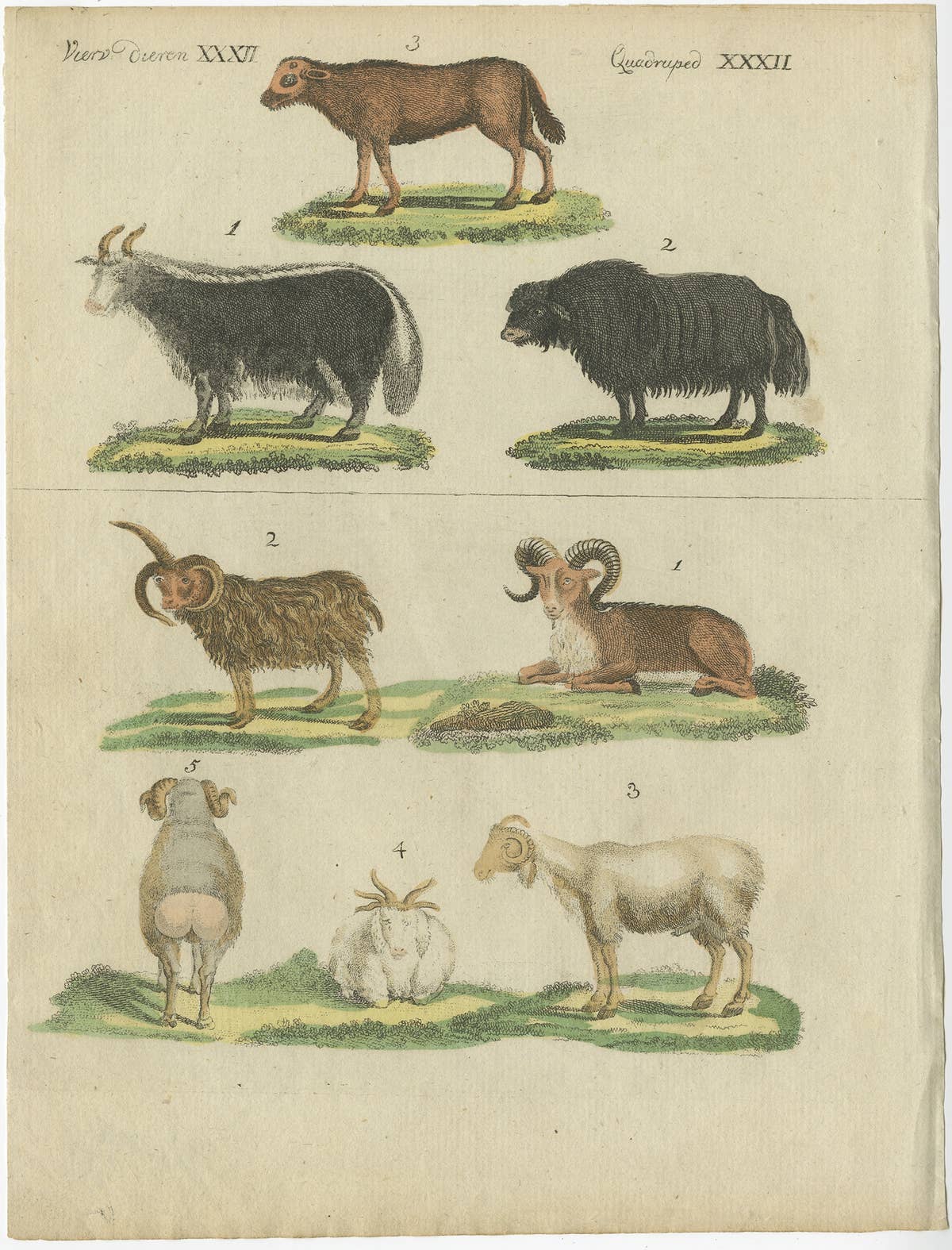 Antique Print of Sheep in Old Hand Coloring, Published in 1800