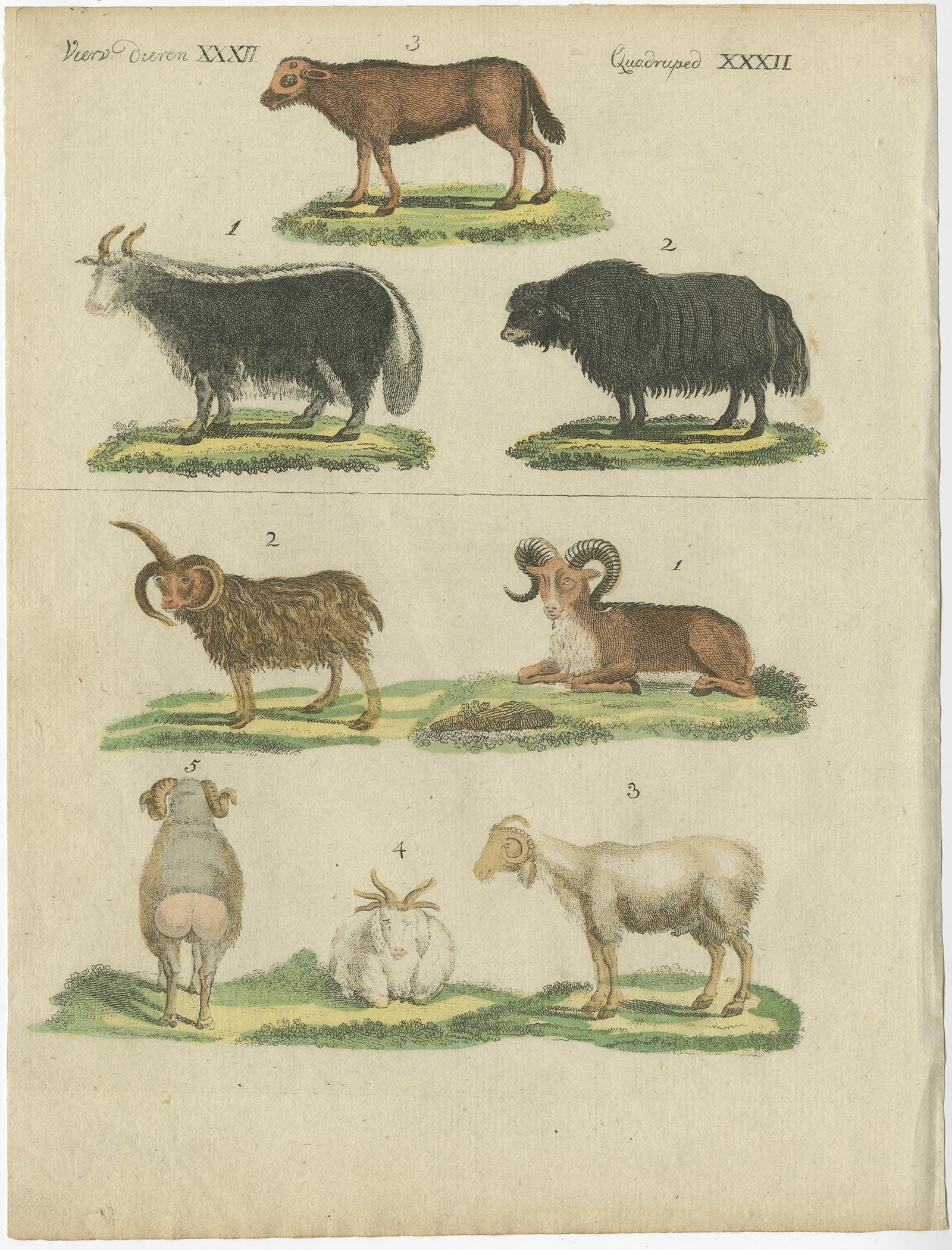 Impression ancienne de moutons en coloration à la main ancienne, publiée en 1800 Bon état - En vente à Langweer, NL