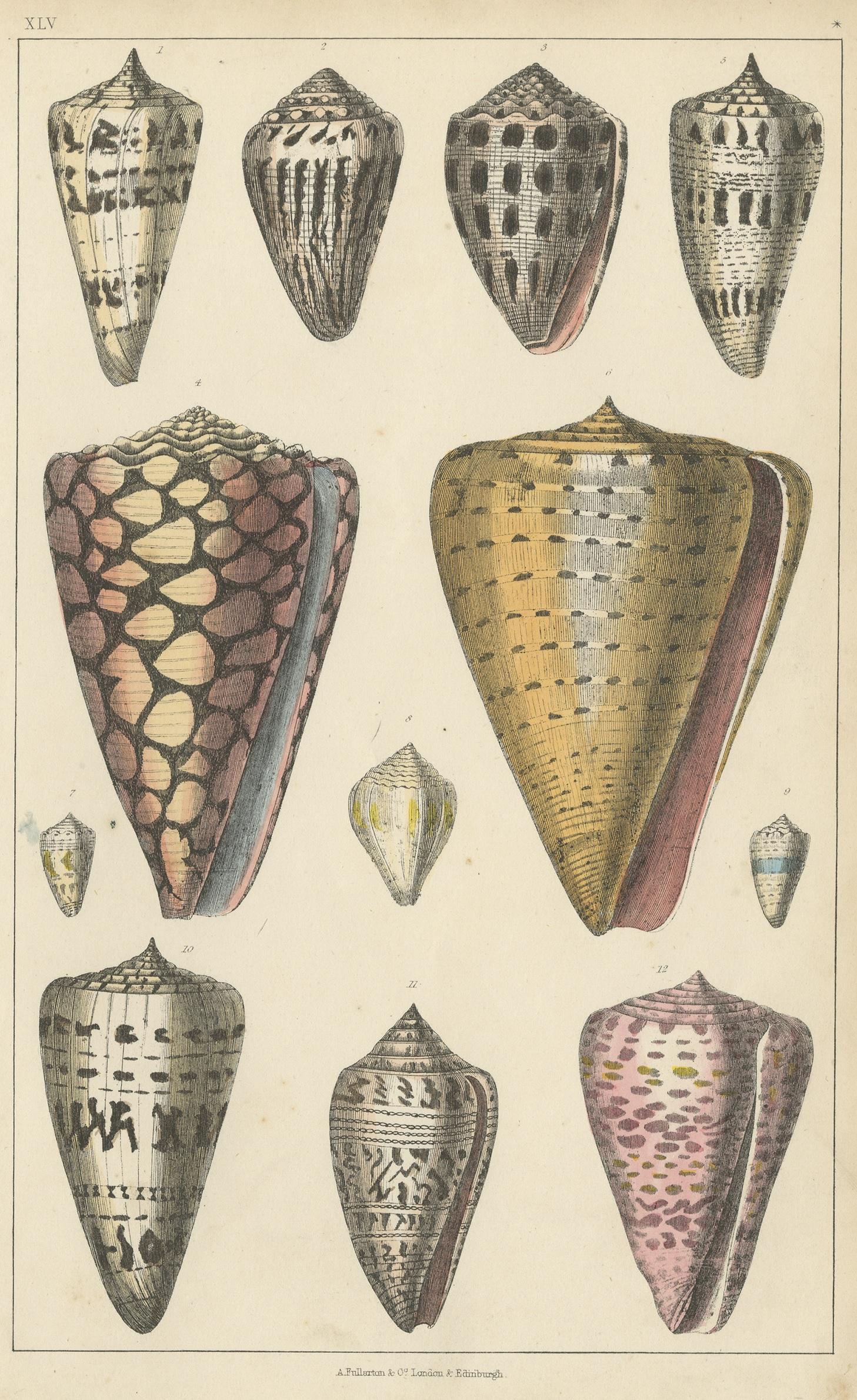 Untitled print (Pl. XLV) depicting various seashells. This print originates from 