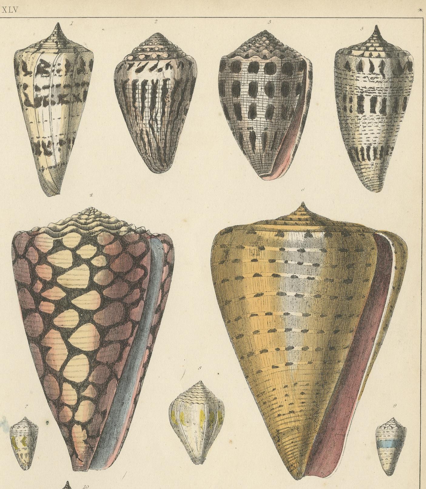 English Antique Print of Shells by Fullarton, circa 1850 For Sale