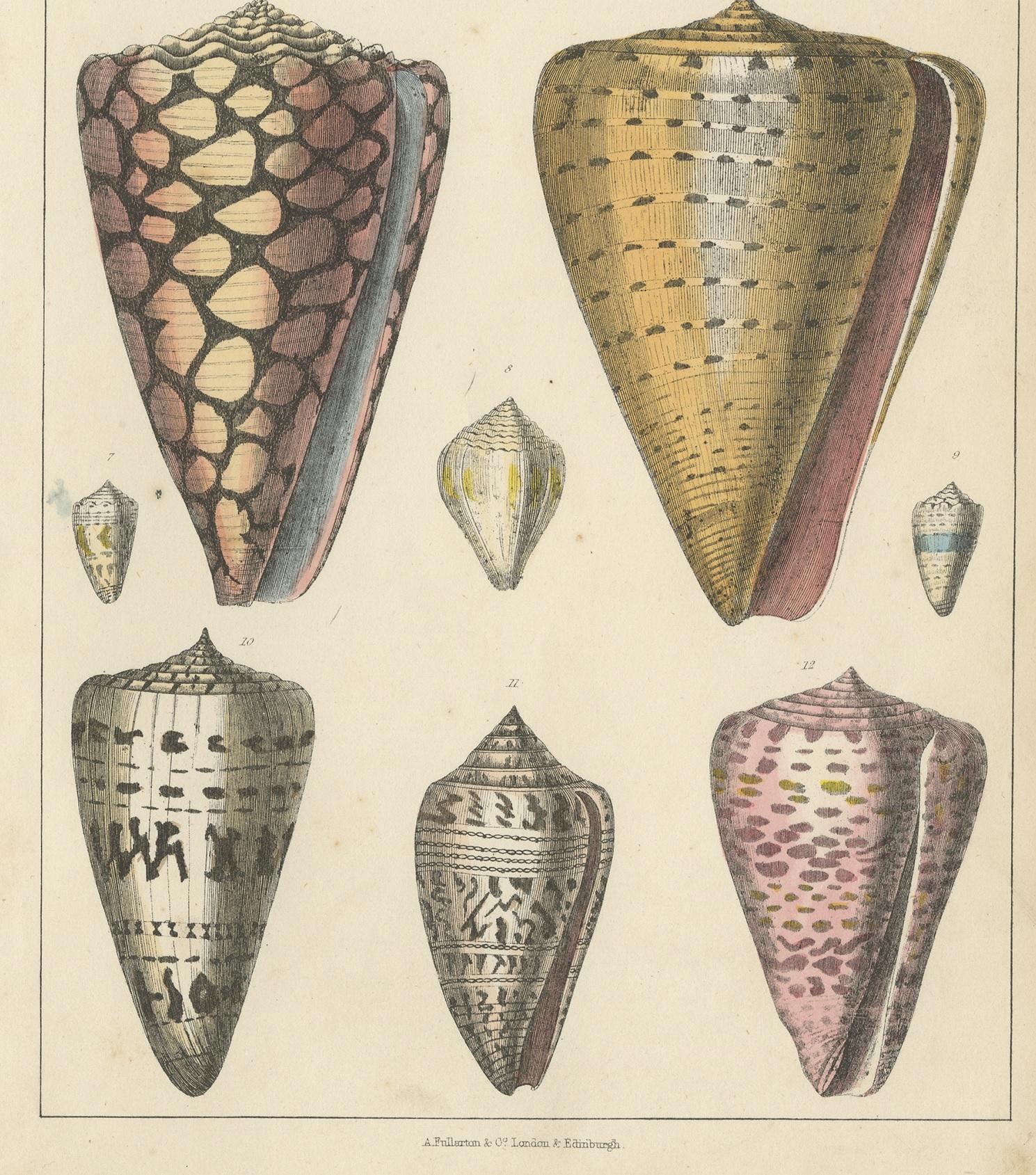Antique Print of Shells by Fullarton, circa 1850 In Good Condition For Sale In Langweer, NL