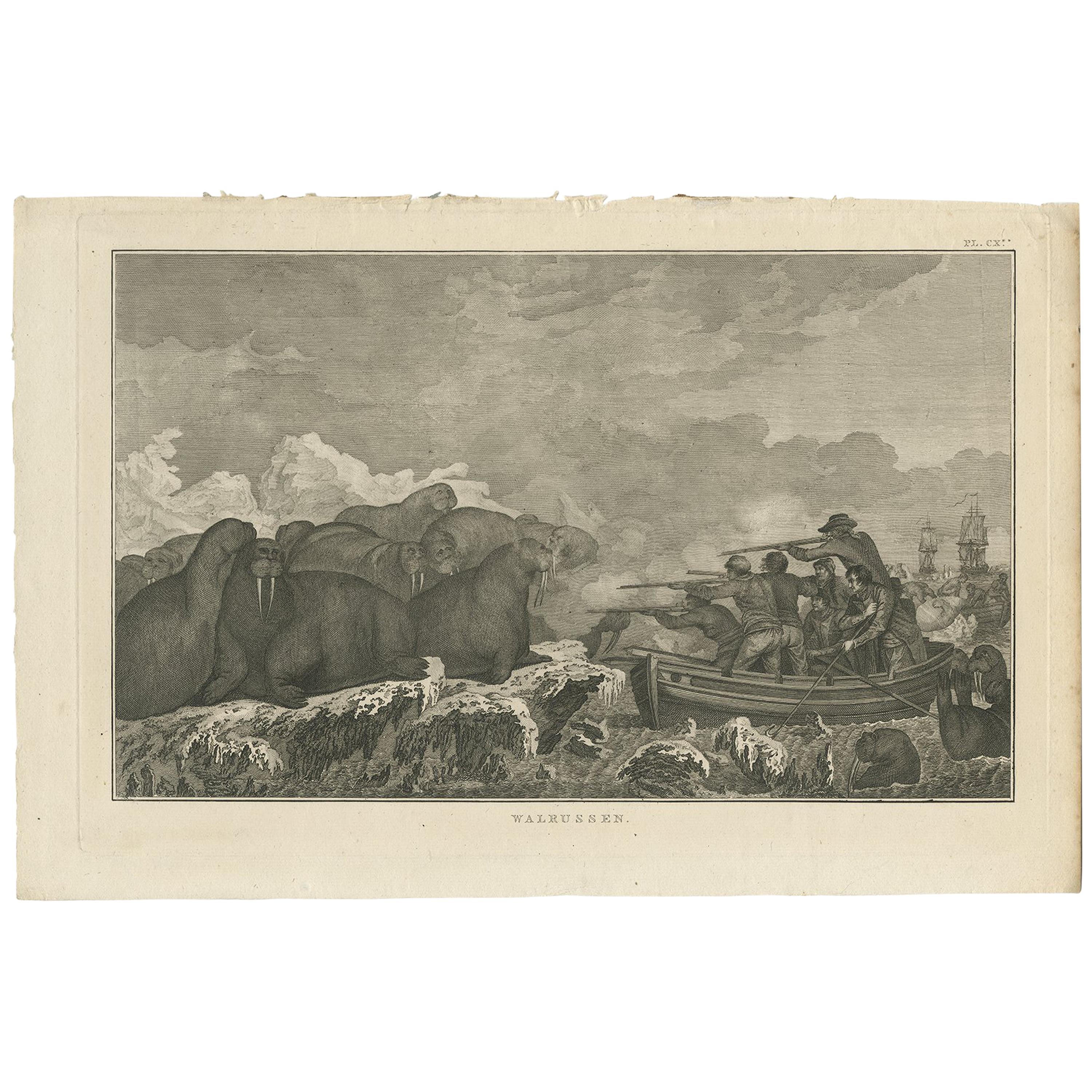 Antiker Druck von Walrusen beim Shooting von Cook, 1803 im Angebot