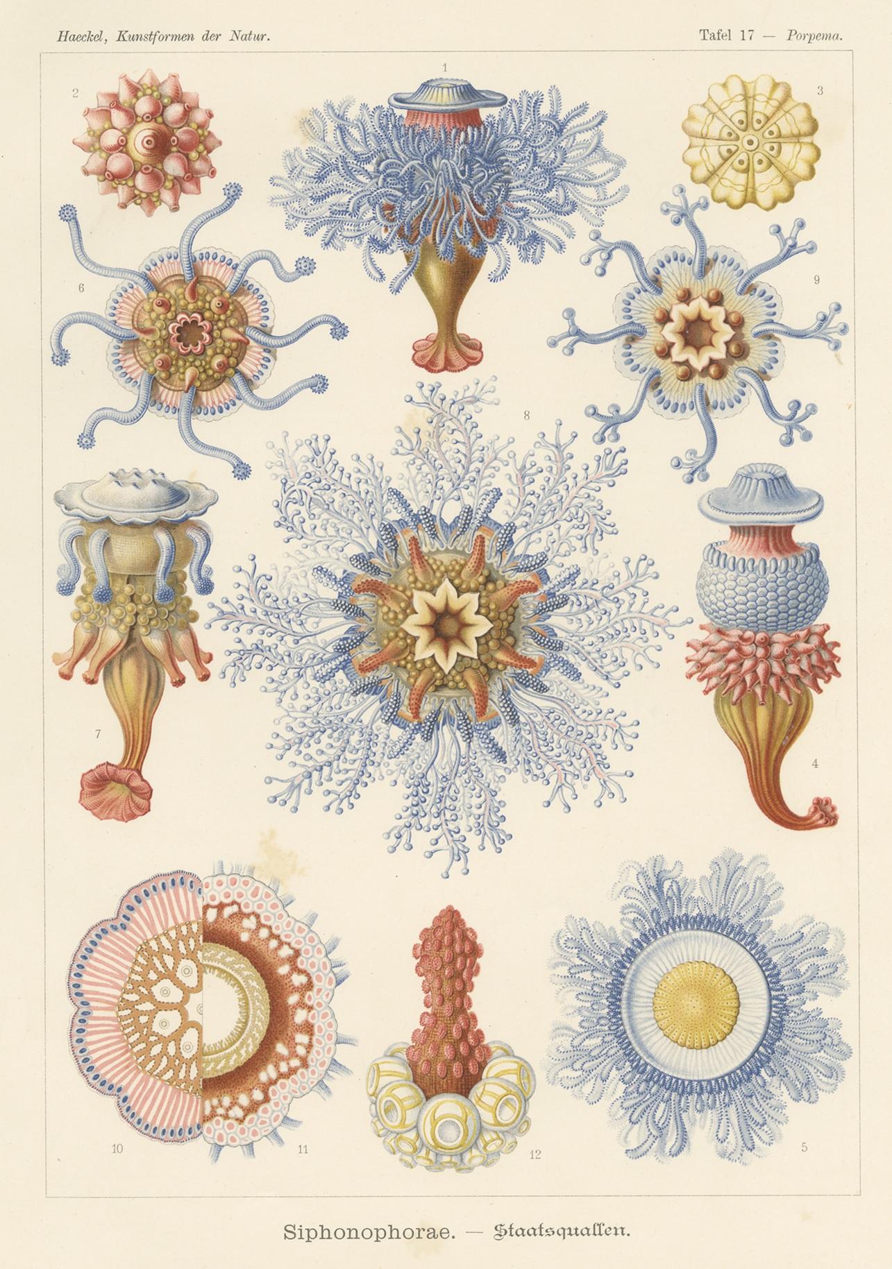 Antique print titled 'Siphonophorae - Staatsquallen'. Lithograph of Siphonophores. Siphonophores belong to the Cnidaria, a group of animals that includes the corals, hydroids, and true jellyfish. This print originates from 'Kunstformen der Natur or