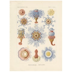 Antique Print of Siphonophores by Haeckel '1904'