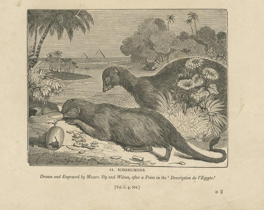 Antique Print of Snake Charmers and the Egyptian Mongoose, 1835 In Good Condition For Sale In Langweer, NL