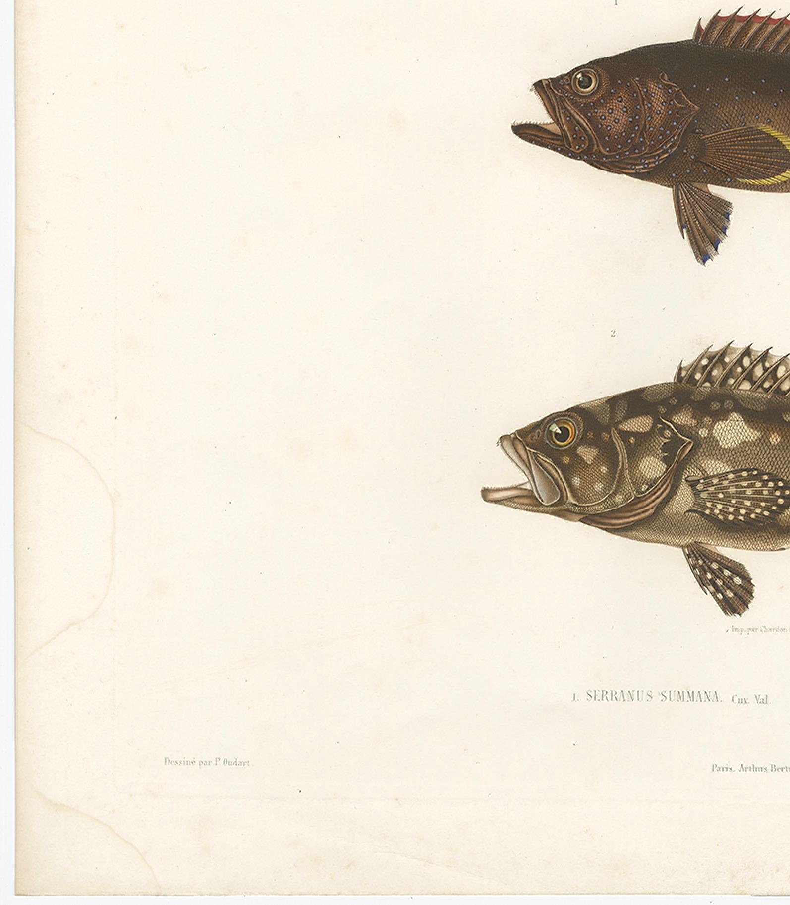 French Antique Print of Spotted Groupers – Serranus Summana and Serranus Lutti, 1840s For Sale