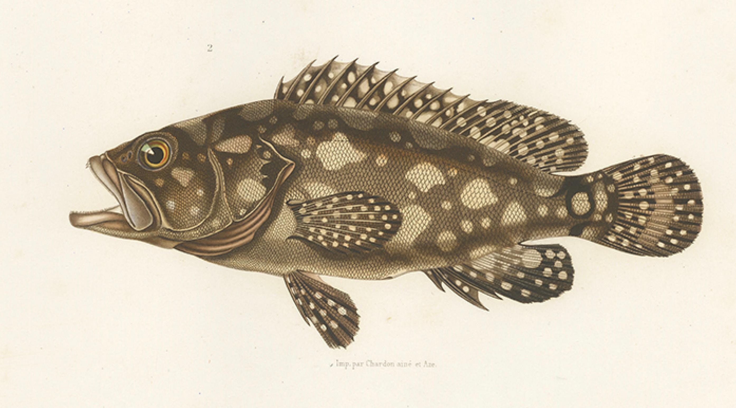 Antique Print of Spotted Groupers – Serranus Summana and Serranus Lutti, 1840s In Good Condition For Sale In Langweer, NL