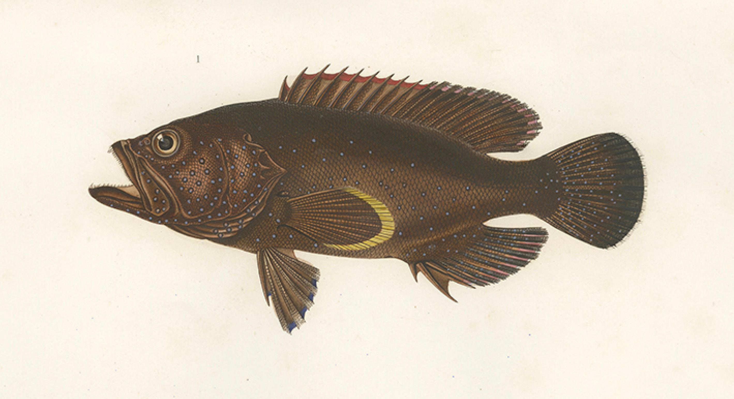 19th Century Antique Print of Spotted Groupers – Serranus Summana and Serranus Lutti, 1840s For Sale