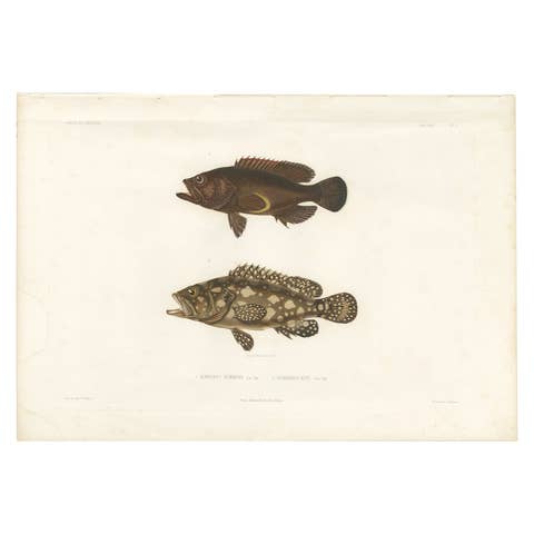 Antique Print of Spotted Groupers – Serranus Summana and Serranus Lutti, 1840s