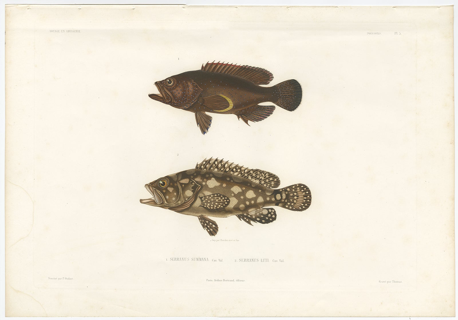 Antique Print of Spotted Groupers – Serranus Summana and Serranus Lutti, 1840s

This striking hand-colored lithograph depicts two vividly patterned species of groupers, *Serranus Summana* and *Serranus Lutti*, based on specimens collected during the