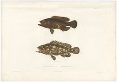 Antique Print of Spotted Groupers – Serranus Summana and Serranus Lutti, 1840s