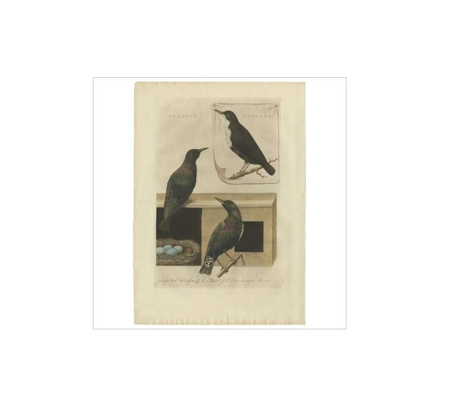 Antique print titled 'Sturnus, Cinclus'. This print depicts two starlings (sturnus) and the white-throated dipper. Sturnus is a genus of starlings. As discussed below, the taxonomy of this group is complex, and other authorities differ considerably