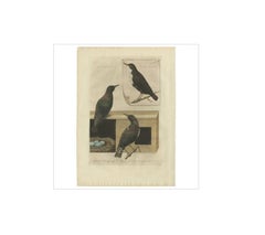 Antique Bird Print – Starling & White-throated Dipper by Nozeman & Sepp, 1770