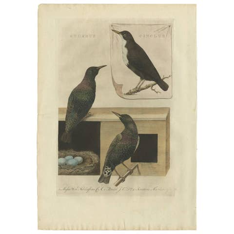 Antique Bird Print – Starling & White-throated Dipper by Nozeman & Sepp, 1770