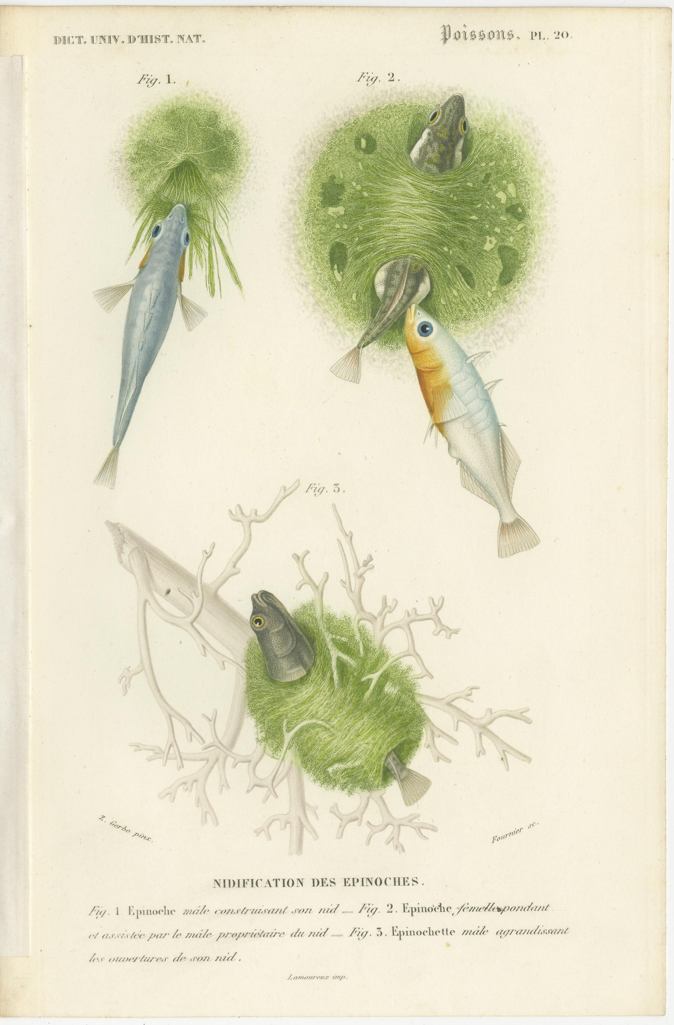 Antique print titled 'Nidification des Epinoches'. Original old print of stickleback fishes. The sticklebacks are a family of ray-finned fishes, the Gasterosteidae which have a Holarctic distribution in fresh, brackish and marine waters. This print