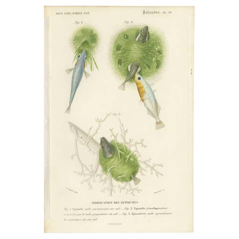 Antique Print of Stickleback Fishes, 1861