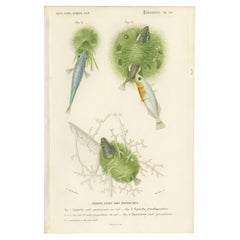 Antique Print of Stickleback Fishes