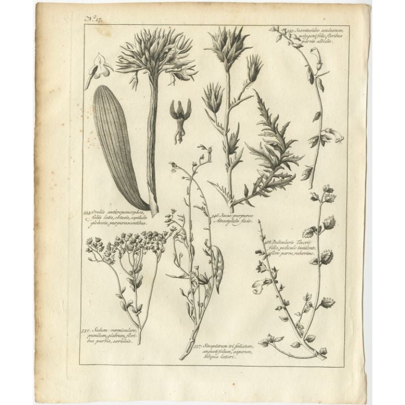 Antique print titled 'Orchis antropomorphos (..)'. Old botany print depicting white stonecrop and other plants. Originates from the first Dutch editon of an interesting travel account of Northern Africa titled 'Reizen en Aanmerkingen door en over