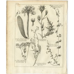 Stampa antica di Stonecrop e altre piante, 1773