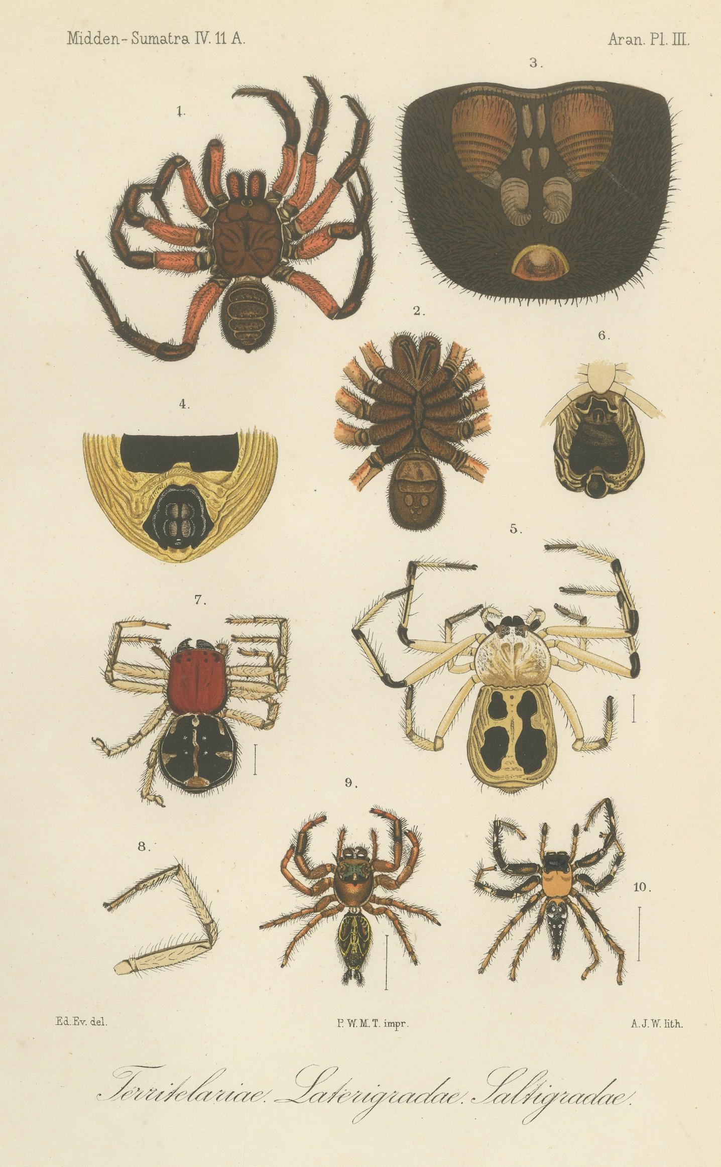Antique Print of Sumatran Spiders – Orb Weavers & Jumping Spiders, c.1887

This fascinating antique print depicts a selection of striking spider species from Sumatra, illustrated around 1878 for the renowned scientific work Midden-Sumatra. The plate