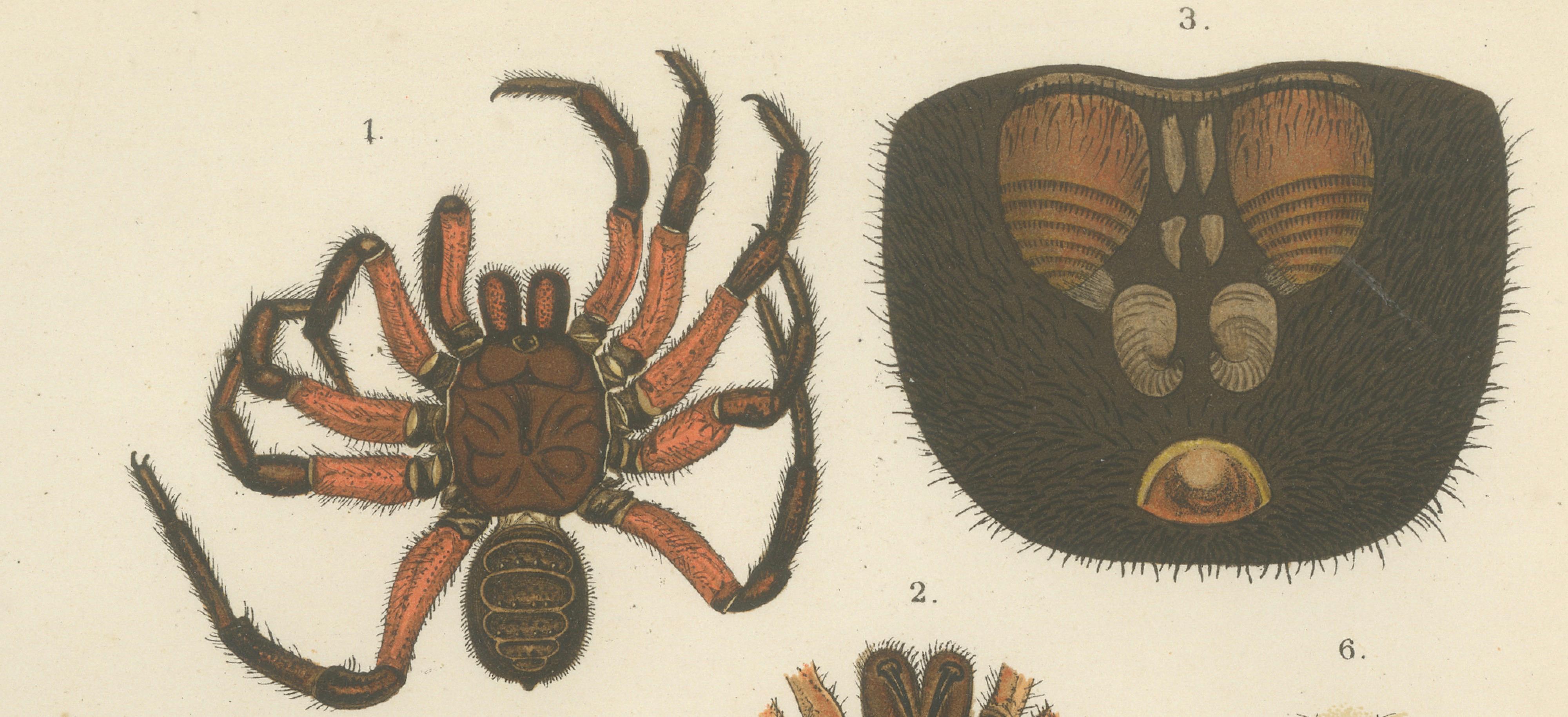 Dutch Antique Print of Sumatran Spiders – Mygalomorphs & Jumping Spiders, c.1887 For Sale