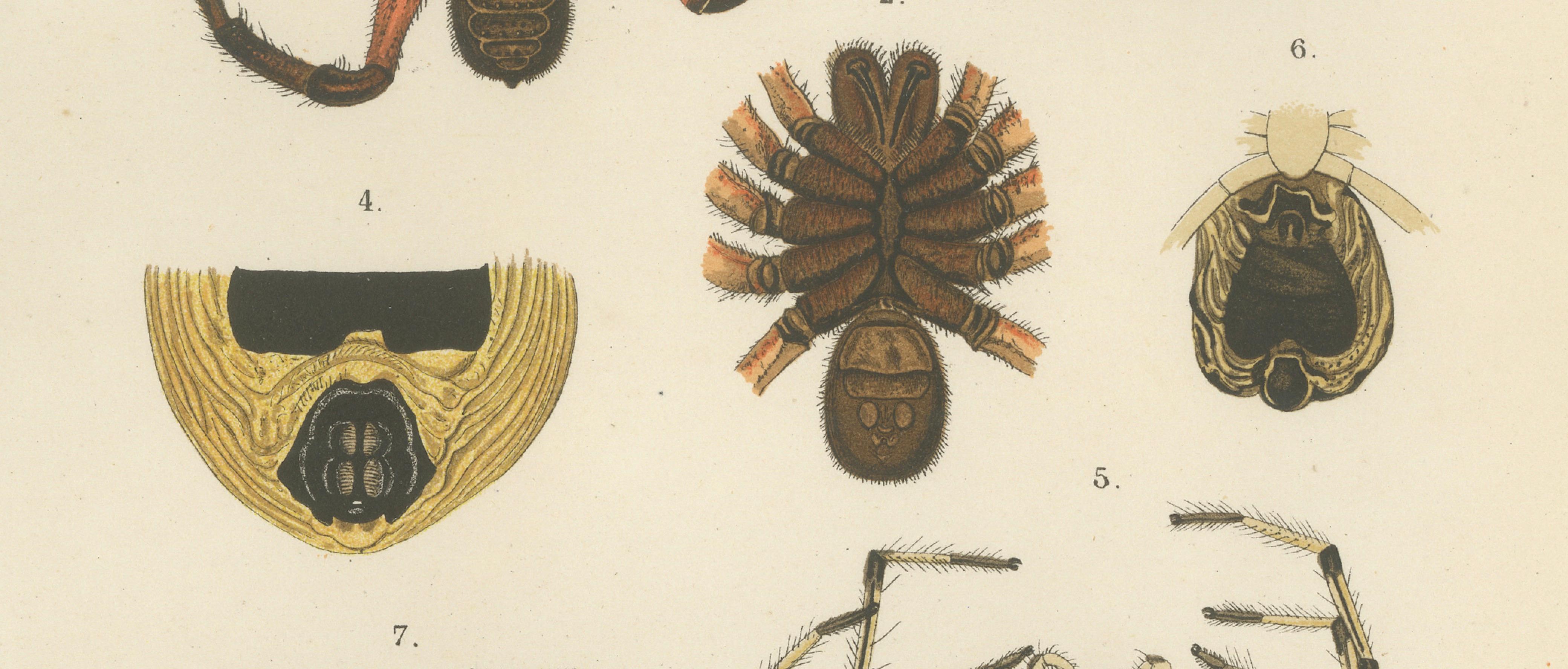 Engraved Antique Print of Sumatran Spiders – Mygalomorphs & Jumping Spiders, c.1887 For Sale