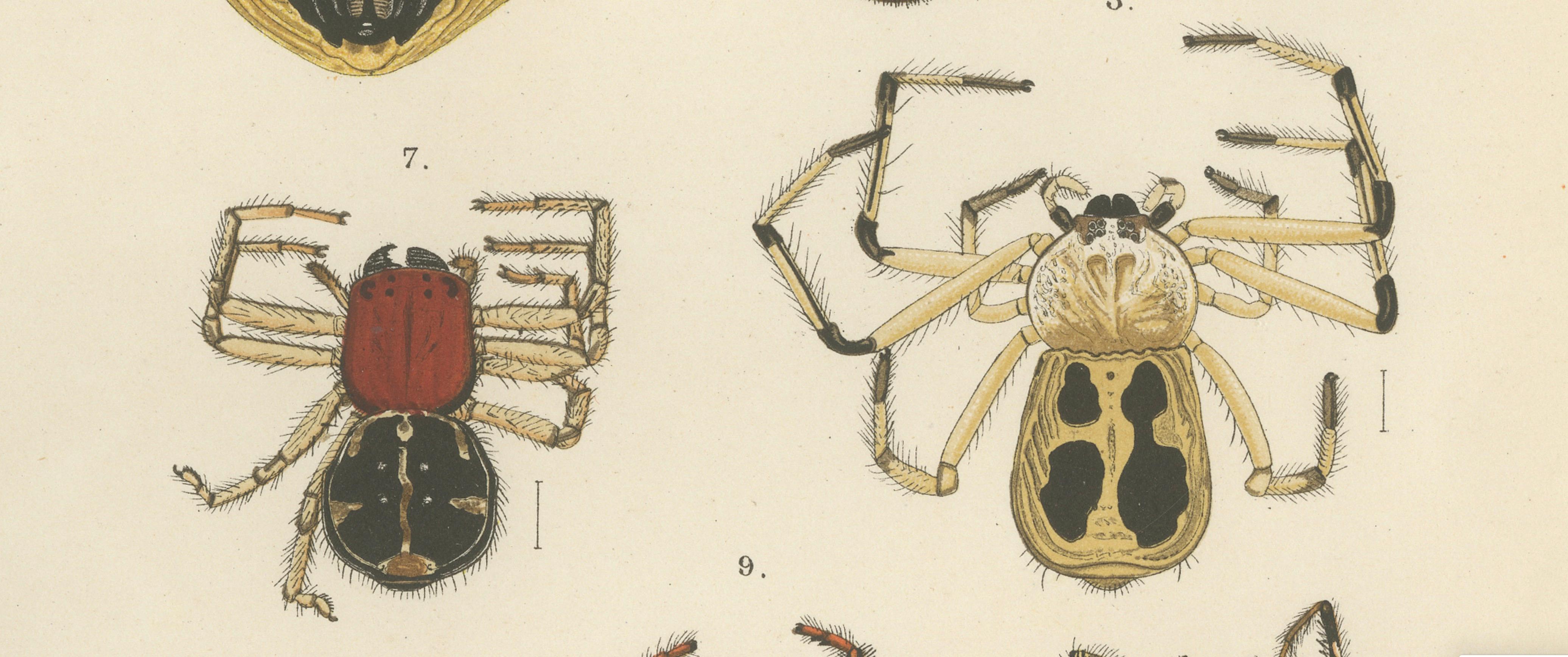 Antique Print of Sumatran Spiders – Mygalomorphs & Jumping Spiders, c.1887 In Good Condition For Sale In Langweer, NL